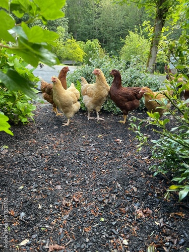 Chickens free range eating on the grass