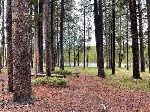 Picnic area with trees and river in the background