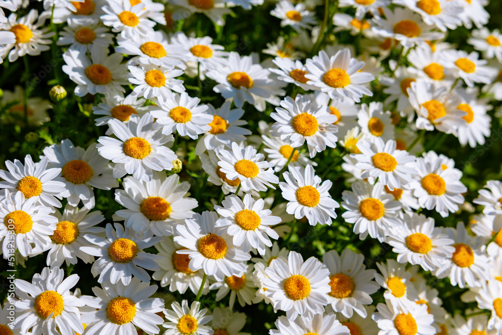 Close up view of daisies or chamomiles. Spring blossom or spring bloom
