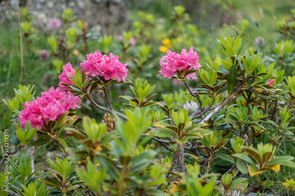 Alpenrosen am Strauch