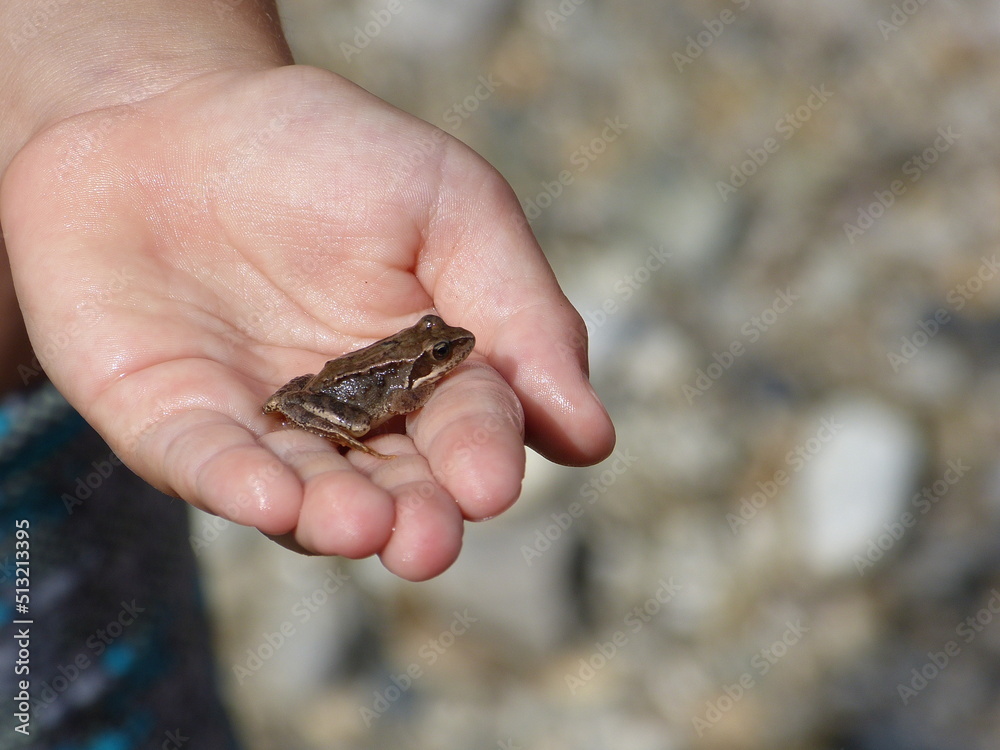 Ein kleiner Frosch in der Hand eines Kindes