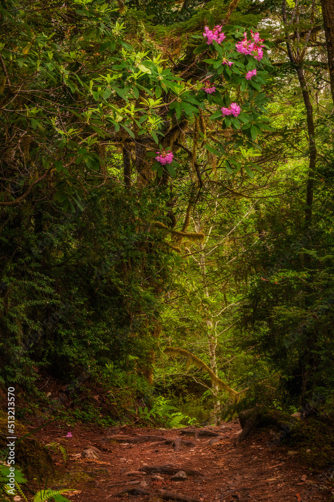 Naklejka premium Rhododendrons hang above a trail in Redwood National Park in the springtime