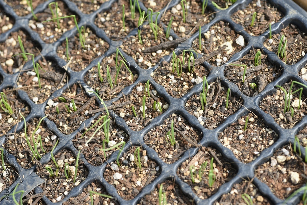 Fototapeta premium 長ネギ(シロネギ)栽培。発芽と定植・家庭菜園