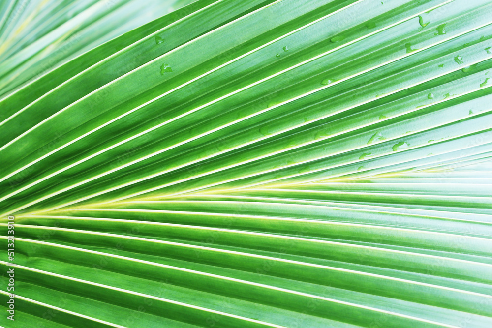 Obraz premium green background, structure of a green palm leaf close up, background