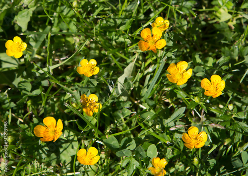 Pungent buttercup (Ranunculus acris). This poisonous plant containing toxins causes irritation of the mucous membranes of the eyes and larynx.