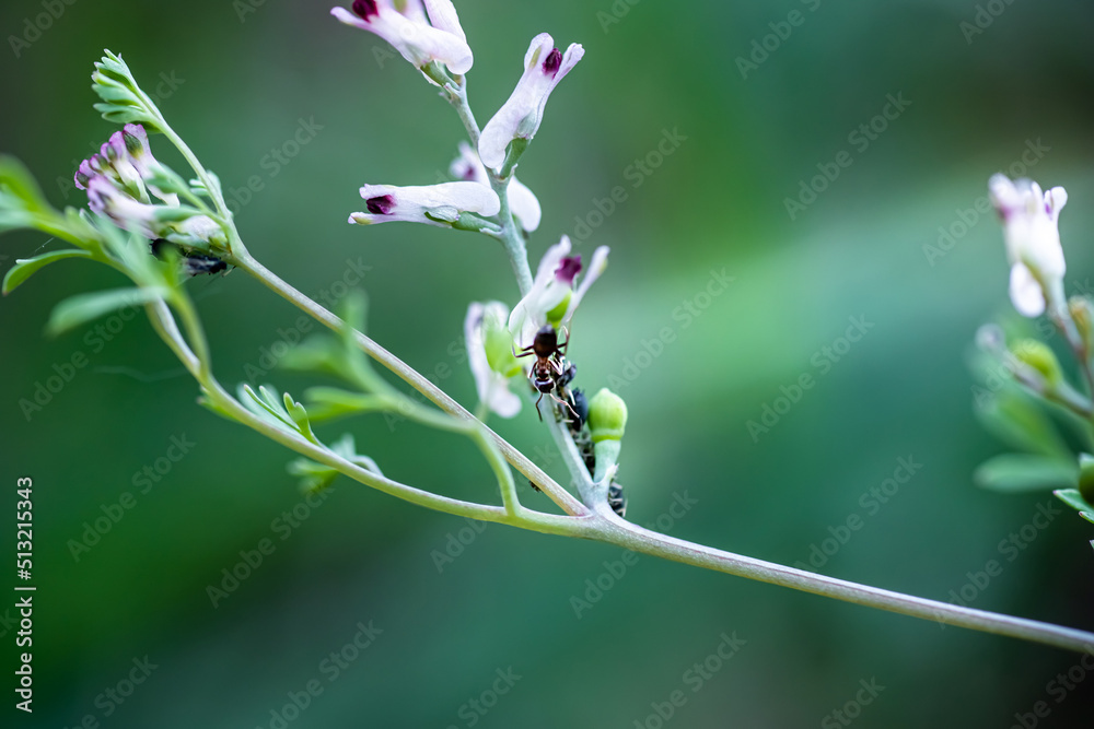 Ants tending aphids in Fumaria officinalis, ant guards its aphids common fumitory, drug fumitory or earth smoke pink flowers of ingreen field with flowers of same species. Soft focus Ants tending aphids in Fumaria officinalis, ant guards its aphids common fumitory, drug fumitory or earth smoke pink flowers of ingreen field with flowers of same species. Soft focus
