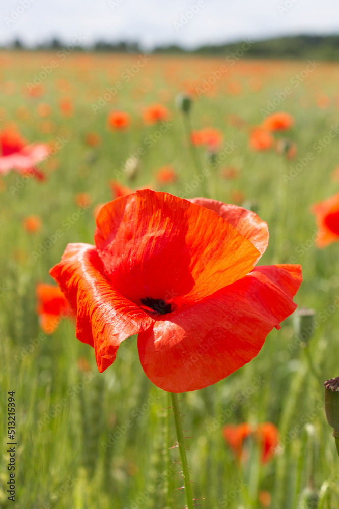 Mohnblume auf dem Feld