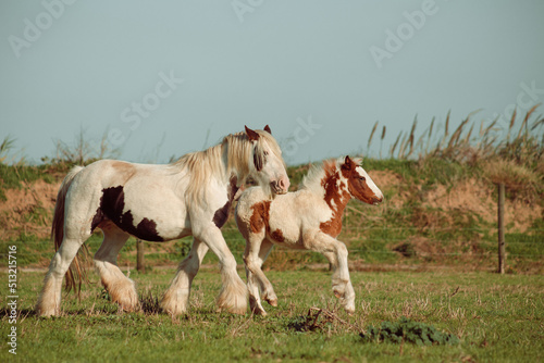 Gypsy horses in nature on a sunny day. Everything is green and there will be a sunset soon. There are also ponies  donkeys and foals.