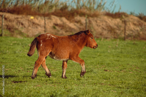 A little pony grazes, runs and plays in nature. Horses also graze around him. It is a sunny day in the yard.