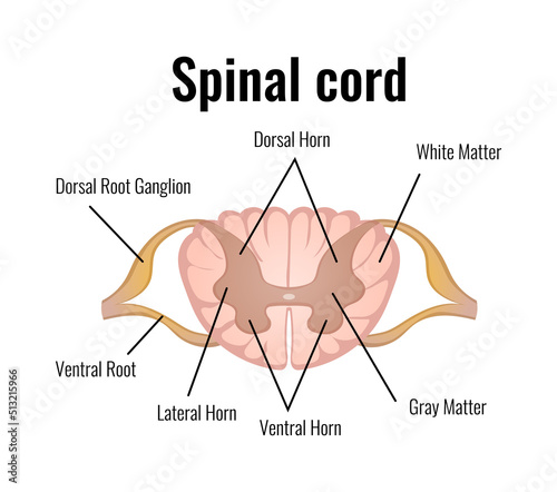 Spinal Cord Neurology Composition