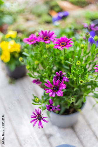 Pink and purple daisy flowers in bloom on a flower pot