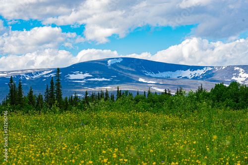 a meadow of yellow flowers at the foot of the Khibiny mountains