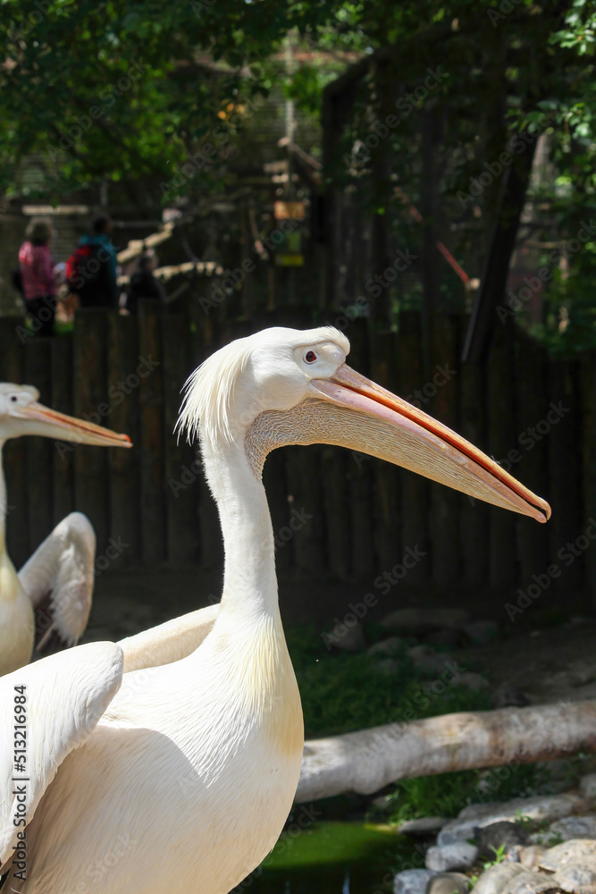 The great white pelican Pelecanus onocrotalus aka the eastern white pelican, rosy pelican or white pelican