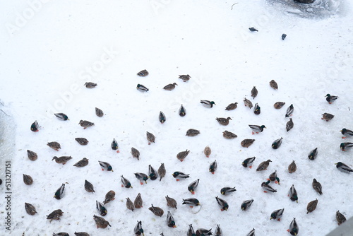 A lot of ducks in winter on the shore in the snow, top view. Feeding hungry ducks. © Nadezhda