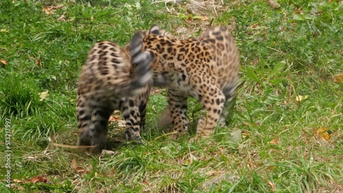 Playful leopard cubs