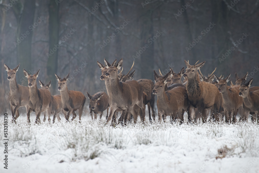 Beautiful herd of red deer, Cervus elaphus, on a white meadow in the snow, large forest animals in the game refuge, nature reserve in winter, beautiful snow-covered meadow and wild animals Beautiful herd of red deer, Cervus elaphus, on a white meadow in the snow, large forest animals in the game refuge, nature reserve in winter, beautiful snow-covered meadow and wild animals