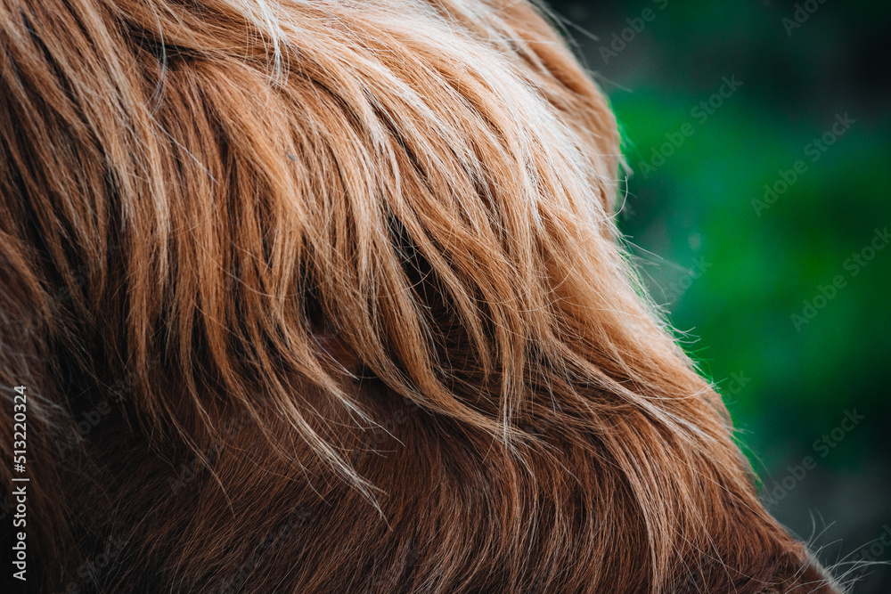 Extreme close up shot of a Highland Cow's eye in Scotland Extreme close up shot of a Highland Cow's eye in Scotland