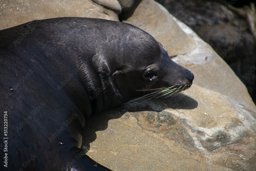 Fototapeta premium California Sea Lion Relaxing on a Rock in La Jolla, California, 
