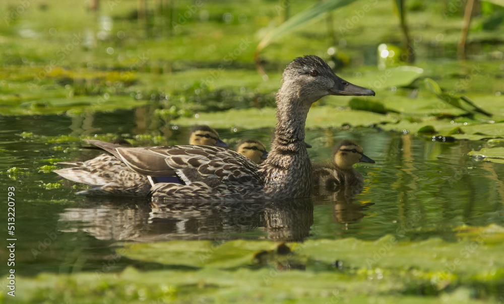 duck and ducklings - obrazy, fototapety, plakaty 