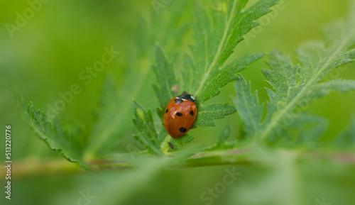 ladybird on a leaf © Klimczak-Krajewska