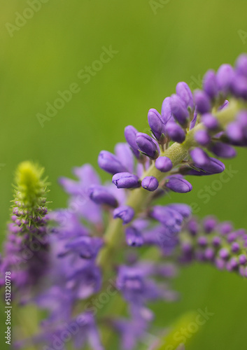 meadow flower