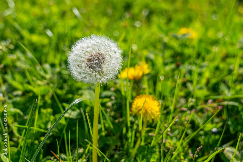 White Dandelion on the background of grass in a field. Close-up. White Dandelion on the background of grass in a field. Close-up.
