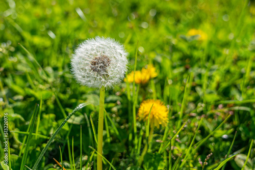 White Dandelion on the background of grass in a field. Close-up.