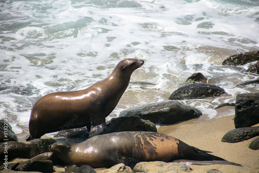 Naklejka premium California Sea Lions Relaxing on a Rock in La Jolla, California,