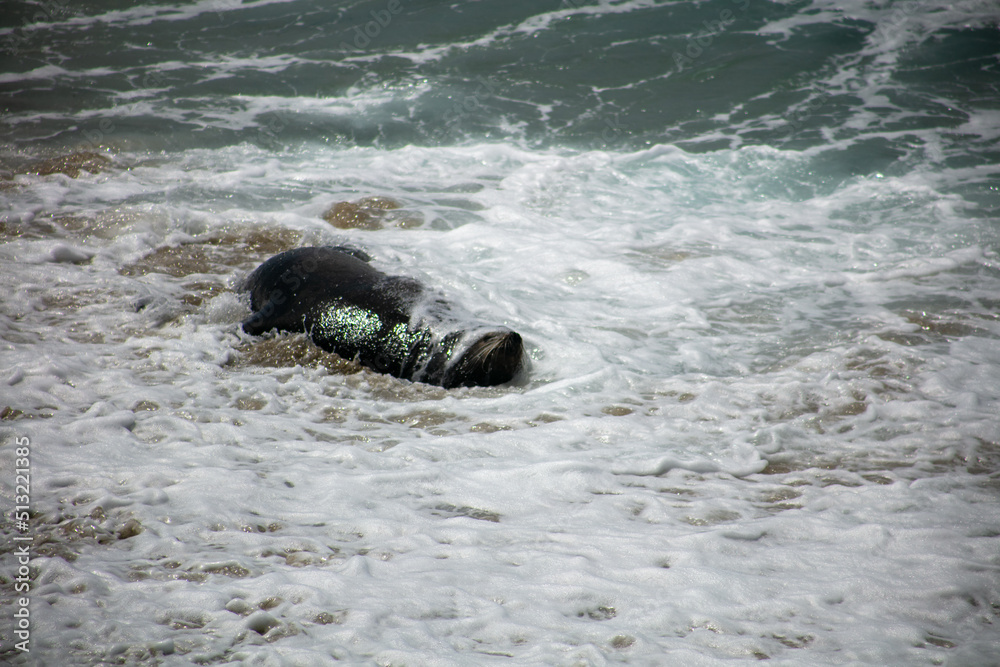Obraz premium California Sea Lions in the Surf Zone of a Beach