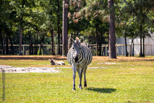 Zebra Mama