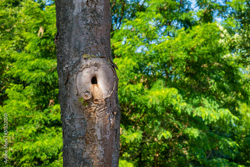 A hollow in a tree trunk against a background of green foliage.