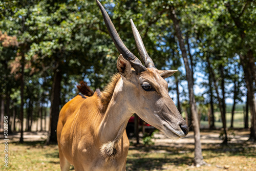 Antelope © Sarah