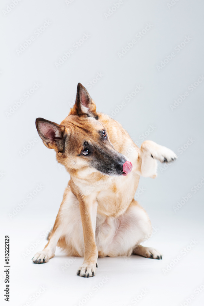 Ginger mix breed dog posing and giving a paw isolated on the white background Ginger mix breed dog posing and giving a paw isolated on the white background