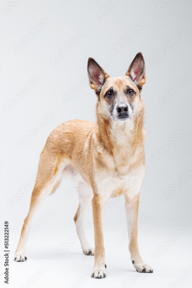 Ginger mix breed dog posing isolated on the white background