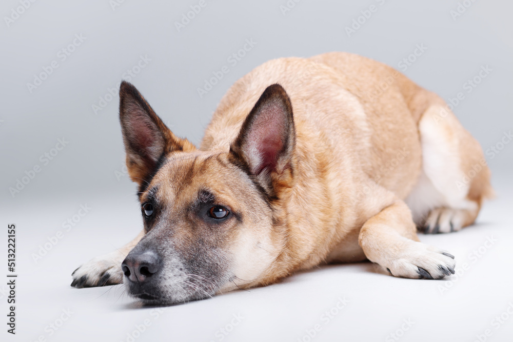 Ginger mix breed dog posing head on the floor isolated on the white background Ginger mix breed dog posing head on the floor isolated on the white background