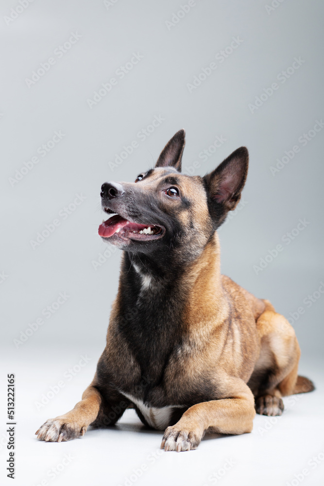 Belgian shepherd malinois dog posing laying isolated on the black background