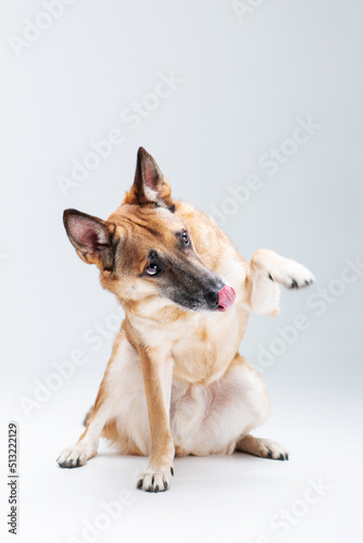 Ginger mix breed dog posing and giving a paw isolated on the white background