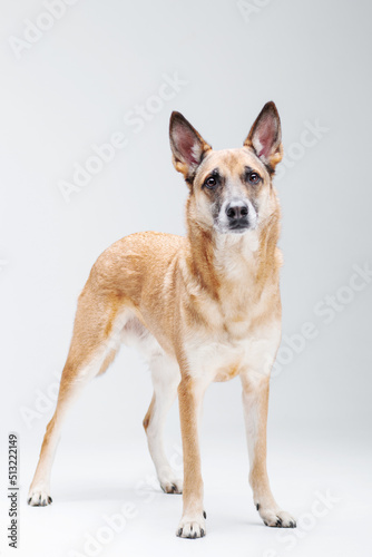 Ginger mix breed dog posing isolated on the white background