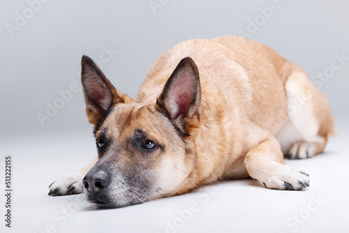 Ginger mix breed dog posing head on the floor isolated on the white background