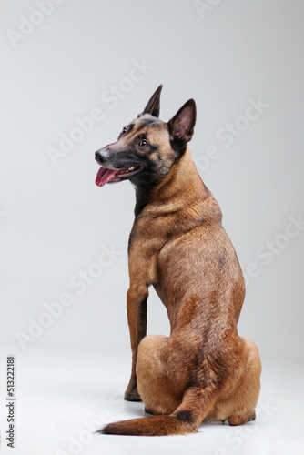 Belgian shepherd malinois dog turned back isolated on the white background