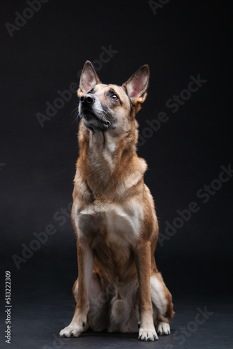 Ginger mix breed dog posing isolated on the black background