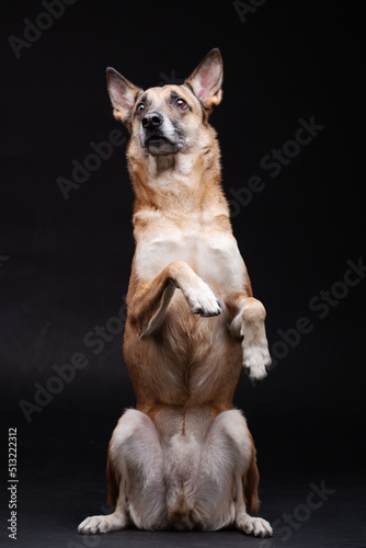 Ginger mix breed dog posing and doing tricks isolated on the black background