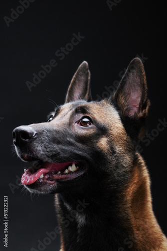 Belgian shepherd malinois dog portrait isolated on the black background