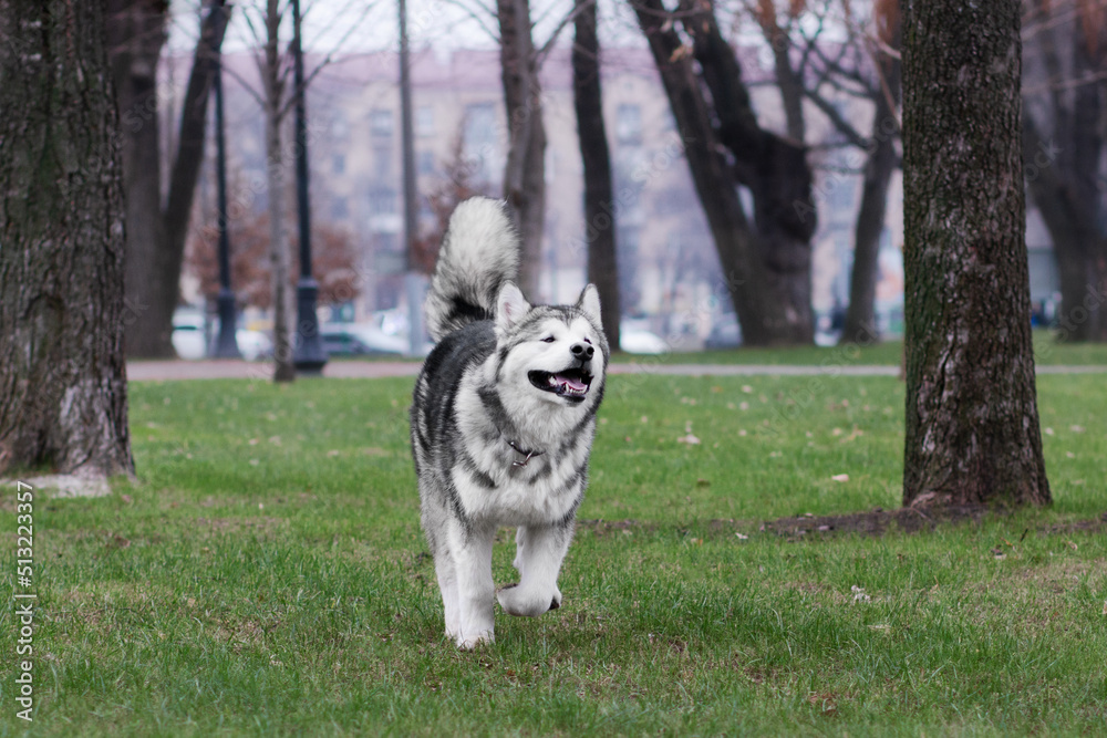 Alaskan malamute dog running in the park