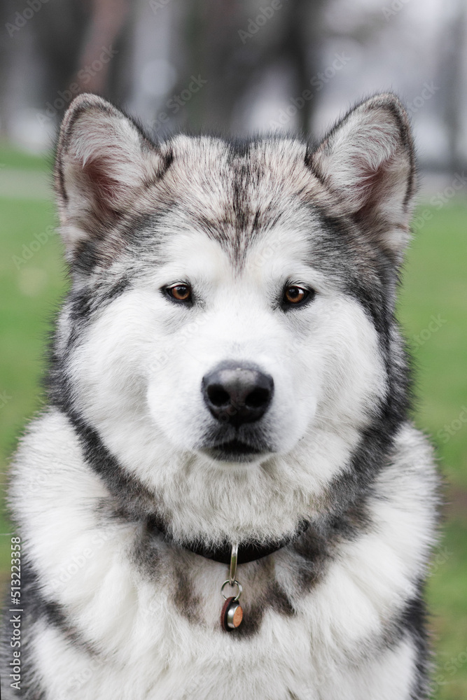 Alaskan malamute dog portrait