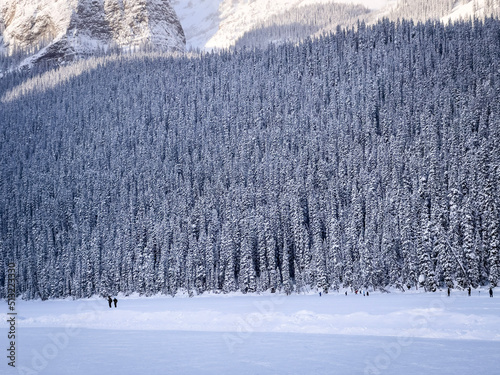 snow covered trees