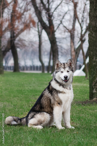 Alaskan malamute dog having fun in the city park