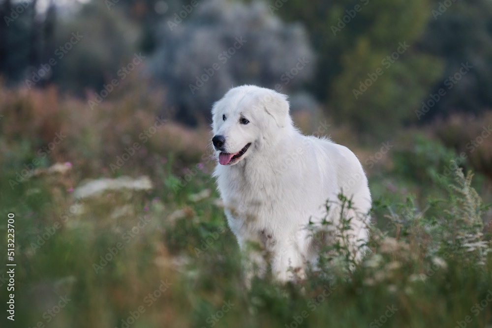 Maremmano-Abruzzese sheepdog, maremma dog outside
