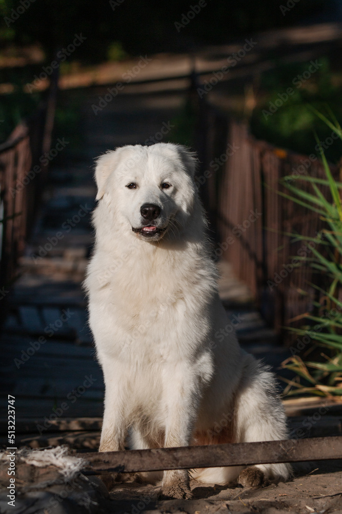 Maremmano-Abruzzese sheepdog, maremma dog outside Maremmano-Abruzzese sheepdog, maremma dog outside