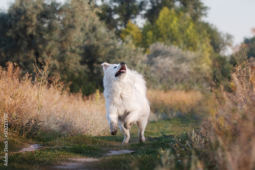 Maremmano-Abruzzese sheepdog, maremma dog running and playing outside